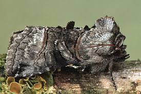 Attēlu rezultāti vaicājumam “Abrostola tripartita”