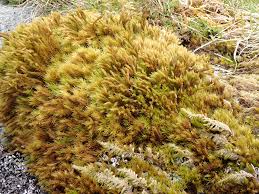 Attēlu rezultāti vaicājumam “Grimmia muehlenbeckii”