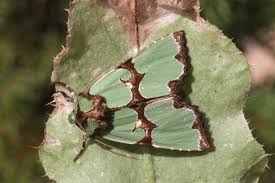 Attēlu rezultāti vaicājumam “Staurophora celsia”