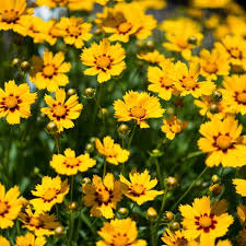Image result for Coreopsis
