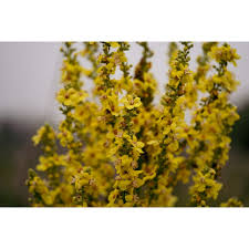 Attēlu rezultāti vaicājumam “Verbascum densiflorum flower”