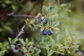 Attēlu rezultāti vaicājumam “Vaccinium uliginosum fruit”