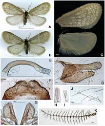 Attēlu rezultāti vaicājumam “Proutia betulina larva”