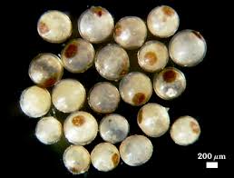 Attēlu rezultāti vaicājumam “Craterium minutum cf. var. brunneum spores”