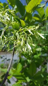 Attēlu rezultāti vaicājumam “Chionanthus virginicus leaf”