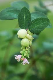 Attēlu rezultāti vaicājumam “Symphoricarpos albus fruit”