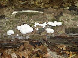 Attēlu rezultāti vaicājumam “Reticularia lycoperdon”