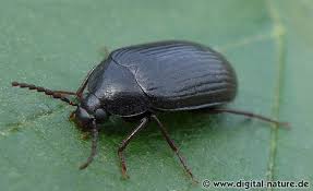 Attēlu rezultāti vaicājumam “Prionychus ater”