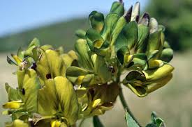 Attēlu rezultāti vaicājumam “Medicago x varia”