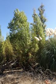 Attēlu rezultāti vaicājumam “Populus nigra”