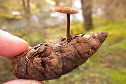 Attēlu rezultāti vaicājumam “Auriscalpium vulgare”