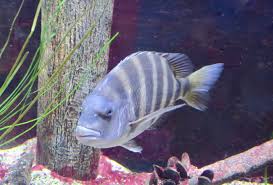 Image result for Archosargus probatocephalus