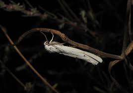 Attēlu rezultāti vaicājumam “Coscinia cribraria”