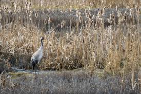 Attēlu rezultāti vaicājumam “Grus grus nest”