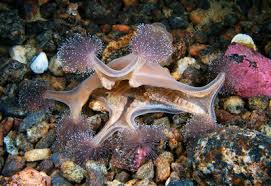 Attēlu rezultāti vaicājumam “Cribraria tenella stalked”