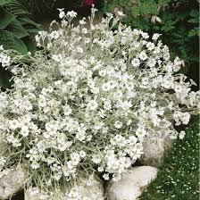 Attēlu rezultāti vaicājumam “Cerastium tomentosum”