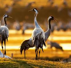Attēlu rezultāti vaicājumam “Grus grus”
