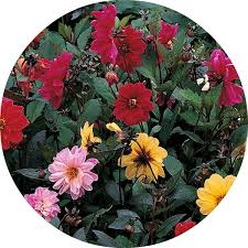 Image result for Dahlia `Red Skin`