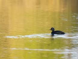 Attēlu rezultāti vaicājumam “Melanitta nigra male”