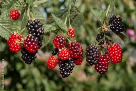 Attēlu rezultāti vaicājumam “Rubus nessensis”