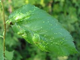 Attēlu rezultāti vaicājumam “Tetraneura ulmi”