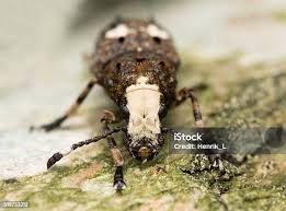 Attēlu rezultāti vaicājumam “Platystomos albinus”