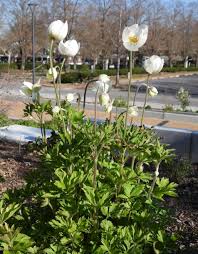 Attēlu rezultāti vaicājumam “Anemone sylvestris flower”