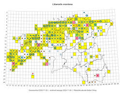 Attēlu rezultāti vaicājumam “Libanotis montana”