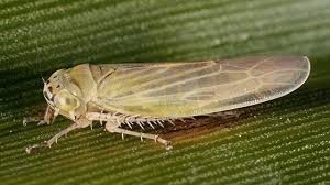 Attēlu rezultāti vaicājumam “Macrosteles sp. imago”