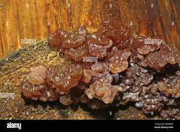 Attēlu rezultāti vaicājumam “Exidia saccharina”