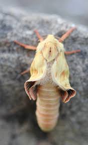 Attēlu rezultāti vaicājumam “Hepialus humuli”