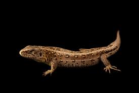 Attēlu rezultāti vaicājumam “Lacerta agilis female”