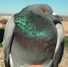 Attēlu rezultāti vaicājumam “Columba livia f. domestica adult”