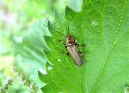 Attēlu rezultāti vaicājumam “Cantharis figurata”