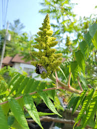 Attēlu rezultāti vaicājumam “Rhus typhina flower”