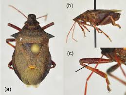 Attēlu rezultāti vaicājumam “Picromerus bidens”