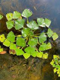 Attēlu rezultāti vaicājumam “Trapa natans leaf”