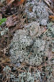 Attēlu rezultāti vaicājumam “Cladonia stygia”
