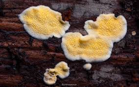 Attēlu rezultāti vaicājumam “Flaviporus citrinellus”