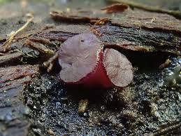 Attēlu rezultāti vaicājumam “Ascocoryne sarcoides”