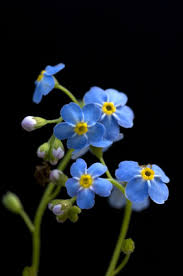 Image result for Vergissmeinnicht