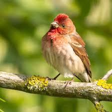 Attēlu rezultāti vaicājumam “Carpodacus erythrinus”