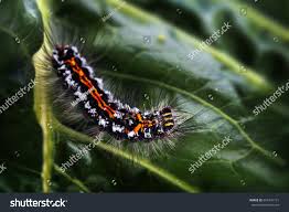 Attēlu rezultāti vaicājumam “Euproctis similis larva”