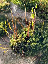 Attēlu rezultāti vaicājumam “Acrocarpous mosses”