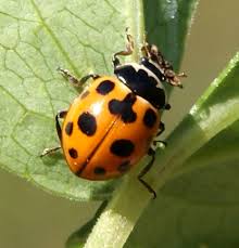 Attēlu rezultāti vaicājumam “Hippodamia notata”