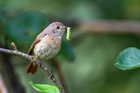 Attēlu rezultāti vaicājumam “Phoenicurus phoenicurus”
