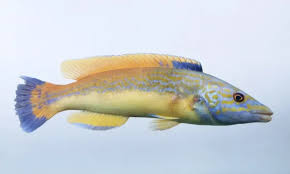 Image result for Labrus mixtus