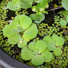 Attēlu rezultāti vaicājumam “Pistia stratiotes leaf”