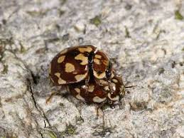 Attēlu rezultāti vaicājumam “Myrrha octodecimguttata”