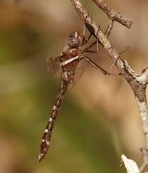 Attēlu rezultāti vaicājumam “Diderma roanense macro”